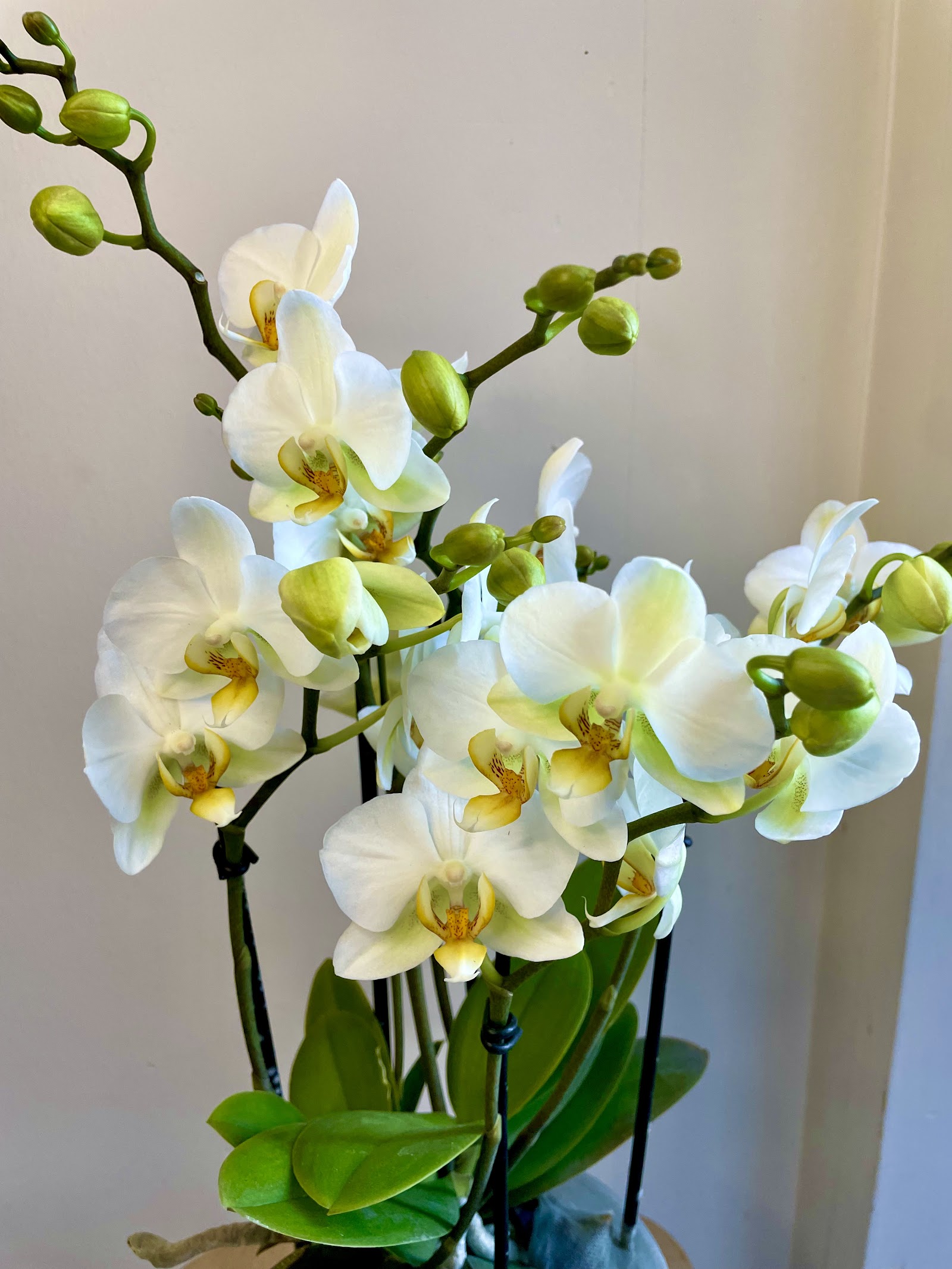Lilyum Flora | Ordu Altınordu Çiçekçi & Peyzaj Tasarım